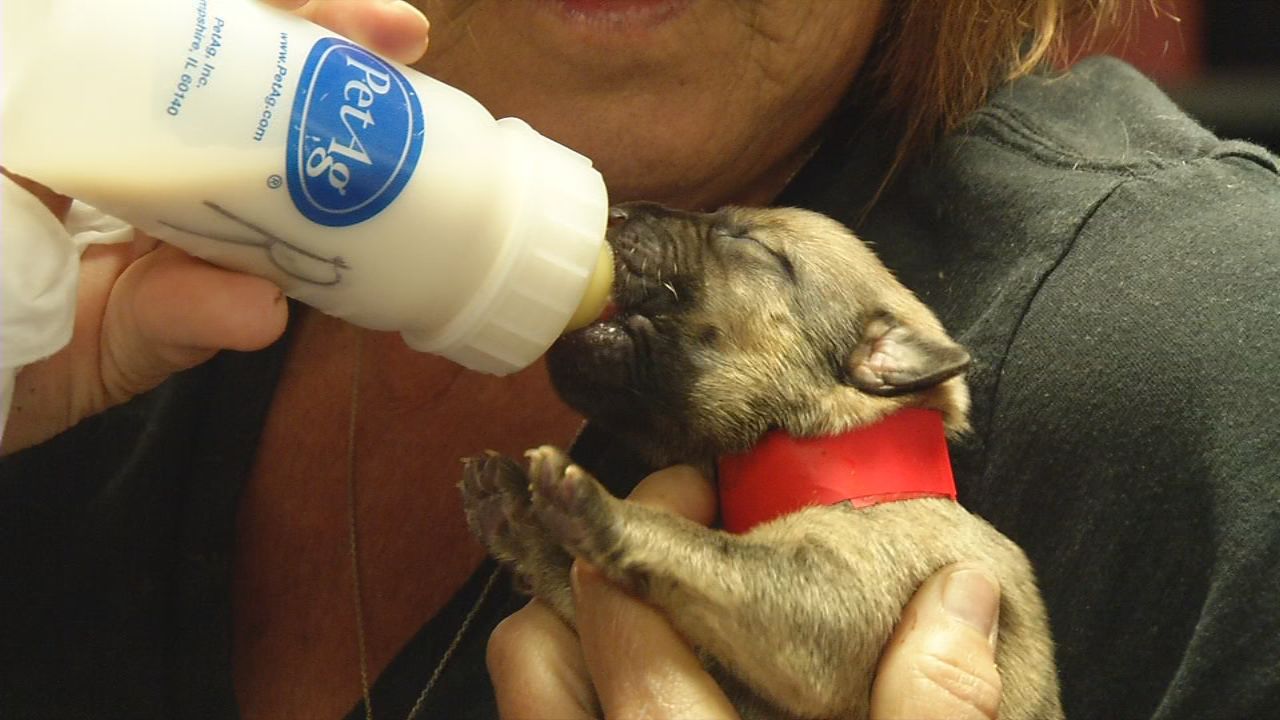 puppies 2